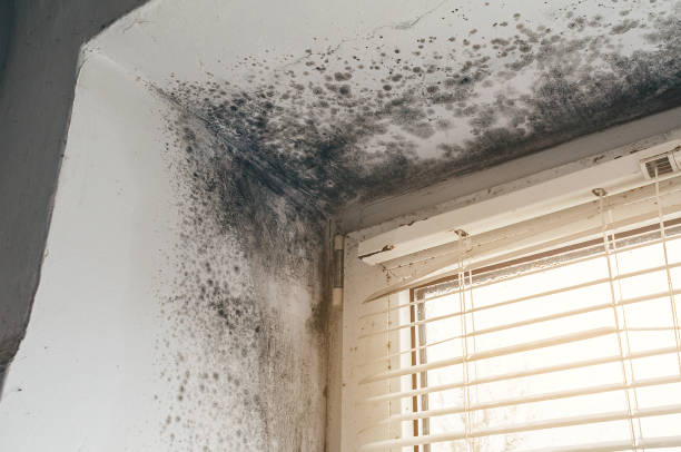 Affordable Black Mold Remediation solutions in Camden, TN