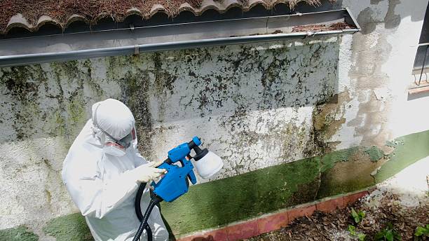 Top rated local Black Mold Remediation specialists in Camden, TN